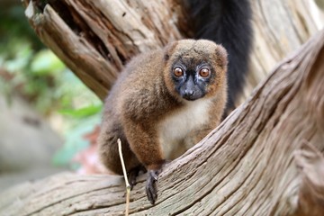 Red bellied lemur