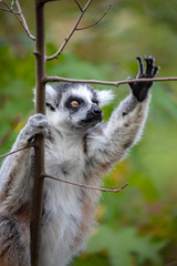 Ring Tailed Lemur