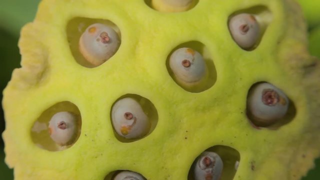 Macro or closeup shot of lotus seed pod. A scary looking plant for a person with phobia of holes or tyropophobia