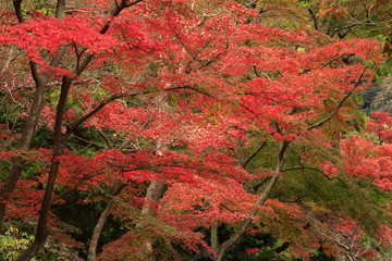 紅葉 (赤)