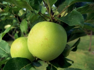 Two apples growing on tree