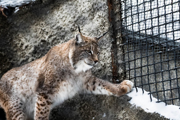 Lynx cage