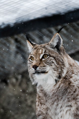 Lynx