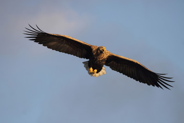 Eagle screaming enlighted by the last november's sun 