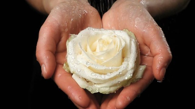 Girl's hands holding wet white rose under rain, slow motion