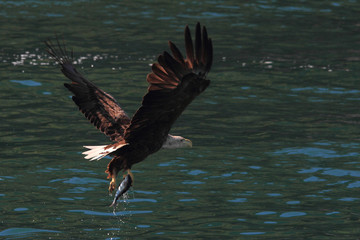Lofoten's eagle with a pollock