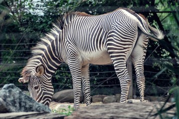 Fototapeta na wymiar Zebra in Zoo inclosure 