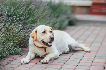 Active, smile and happy purebred labrador retriever dog outdoors in grass park on summer day.