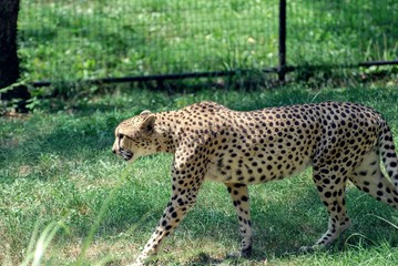 Cheetah in Zoo enclosures 