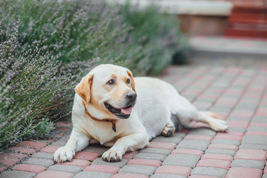 Active, smile and happy purebred labrador retriever dog outdoors in grass park on summer day.