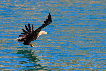 Landing on Lofoten's blue sea 