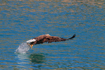 Fototapeta premium Take-off with prey from Lofoten's blue sea 