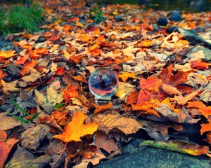 Autumn or Fall leaves covering the ground with a crystal ball in the middle of the pile.  