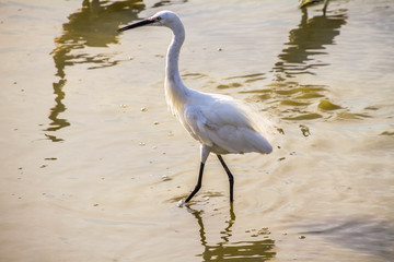 Camargue, Francia