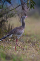 Red legged Seriema, Pantanal , Brazil