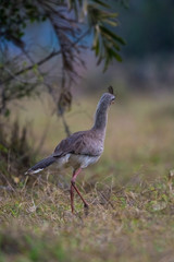 Red legged Seriema, Pantanal , Brazil
