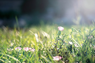 green sprout and flowers
