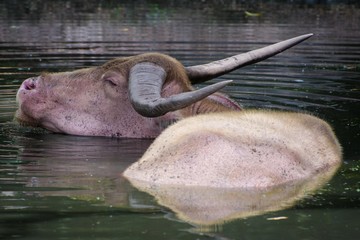Albino water buffalo Kakadu Northern Territory wildlife park australia © Dean