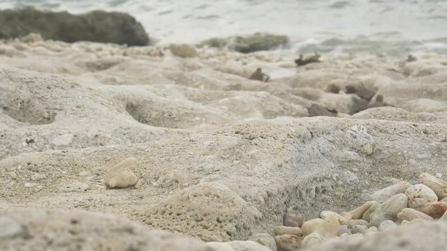 Hawksbill Turtle hatchlings rush over stones towards the crashing waves of the ocean in self preservation