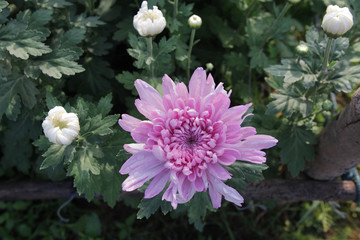 Beautiful multi colored flowers in plantation with the morning light.