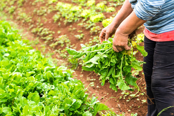 farmer picking organic lettuce in the vegetables garden