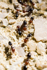 ants