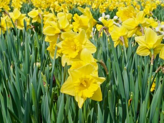 Obraz premium Blooming daffodil flowers on a daffodil field