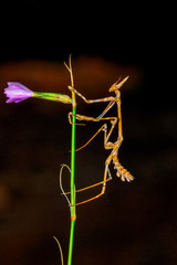 Close up of pair of Beautiful European mantis ( Mantis religiosa )