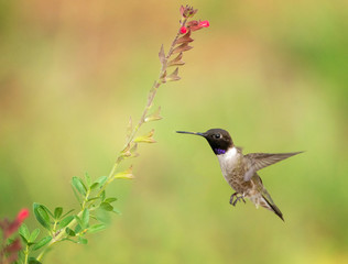 Black Chinned Male Hummingbird with Salvia