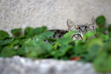 Fototapeta na wymiar Brown tabby cat hiding in the garden, sleeping in the grass. Selective focus. 