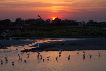 Naklejka premium Camargue, Francia