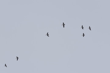 flock of flying birds on blue sky