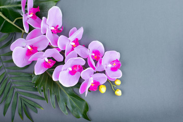 romantic branch of pink orchid on gray background.