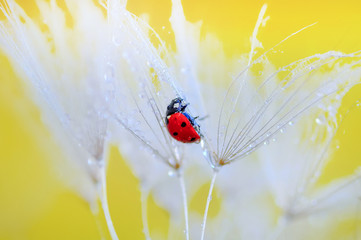 Beautiful Ladybug on dandelion defocused background