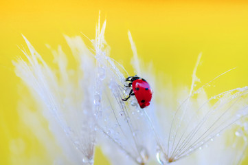 Beautiful Ladybug on dandelion defocused background