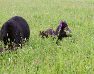 Black Bear Cub Eating Wildflowers with Mother and Sibling Nearby