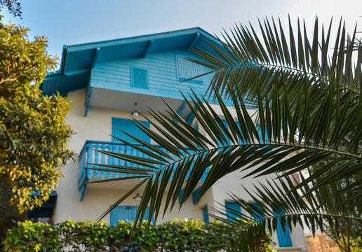 Palm Trees And Blue House