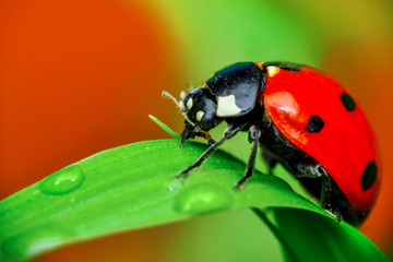 Beautiful ladybug on leaf defocused background