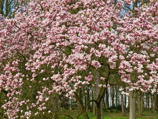 Huge pink blooming magnolia tree