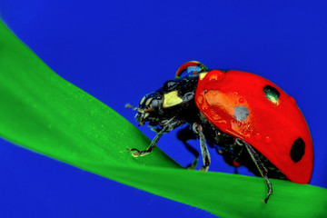 Beautiful ladybug on leaf defocused background