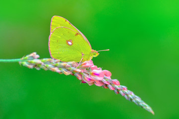 Closeup   beautiful butterfly sitting on flower