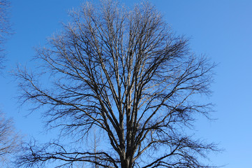 The spreading branches of leafless hibernating trees in winter against blue sky.