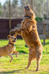 pet animals, dogs