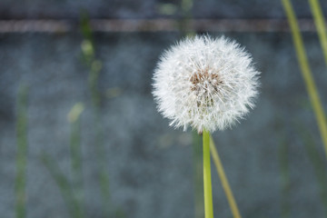 dandelion flower, sunny summer day