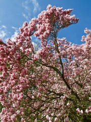 Huge pink blooming magnolia tree