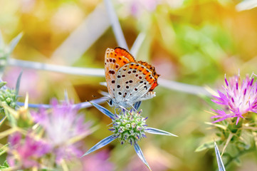 Closeup   beautiful butterfly sitting on flower
