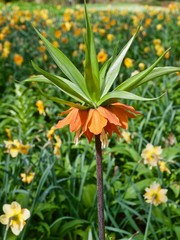 Beautiful blooming imperial crown flower on a daffodil field