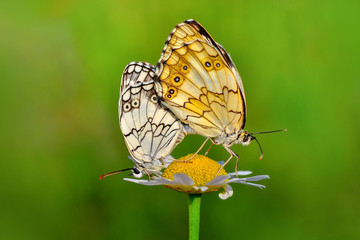 Closeup   beautiful butterflies sitting on flower