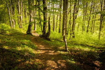 Obraz premium Hiking trail winding across green forest in early morning light, Plitvice Lakes National Park, Croatia