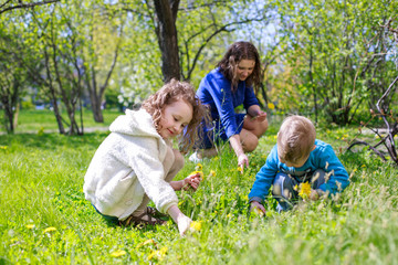 Fototapeta premium Mom with two children collects dandelions in the meadow. Large family walks in the spring among flowering trees. Happy family without phones on the street.